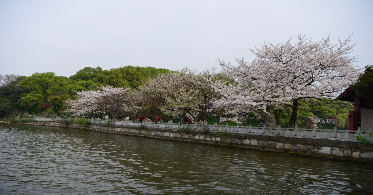 九江园林:空中俯瞰樱花岛 绝美景色很迷人